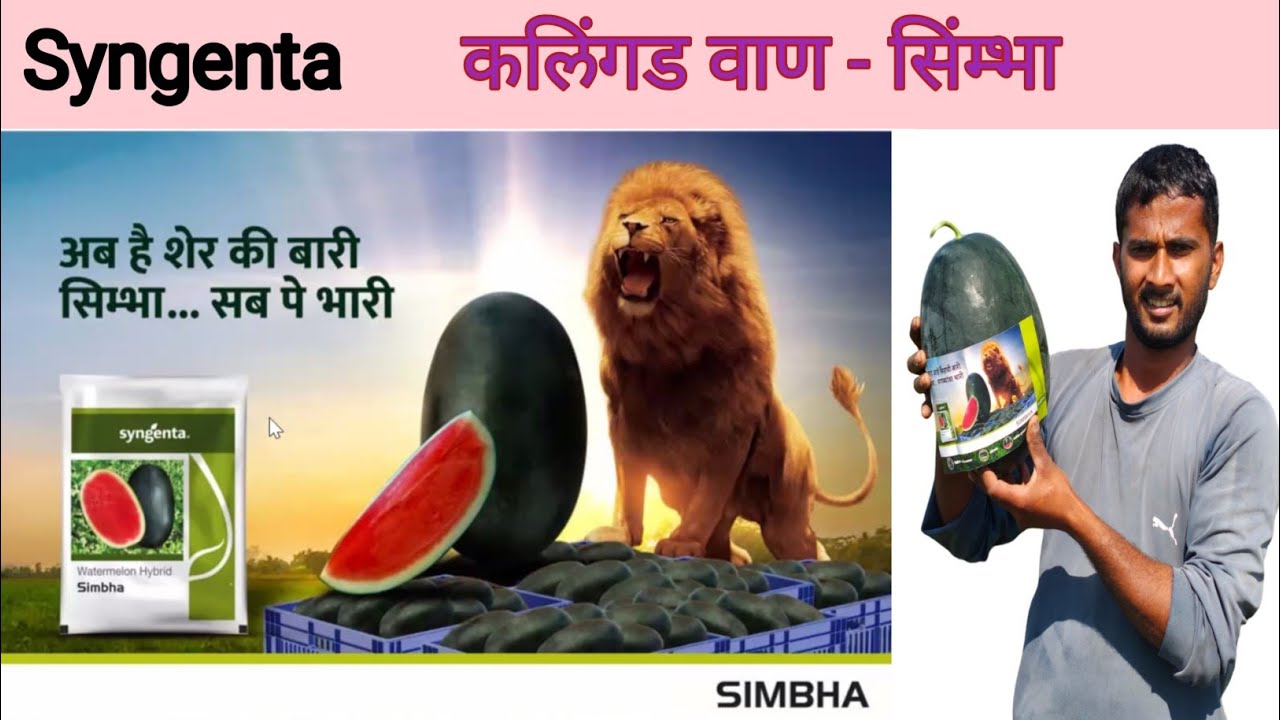 कलिंगड सिंम्भा वाणाची माहिती # Syngenta Simbha Watermelon Information #टरबुज उत्पादक शेतकरी.