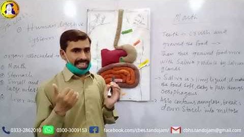 1st Chapter- Human Organ System- 2nd Lecture Class 7 Science