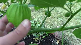 July 2024 Garden Tour @KatieCooksandCrafts