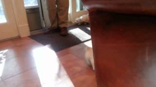 Westie Puppies 6 Weeks Old Come In To Play