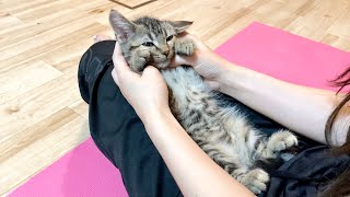 飼い主に遊ばれてもずっと一緒にいたくてされるがままの子猫ｗ