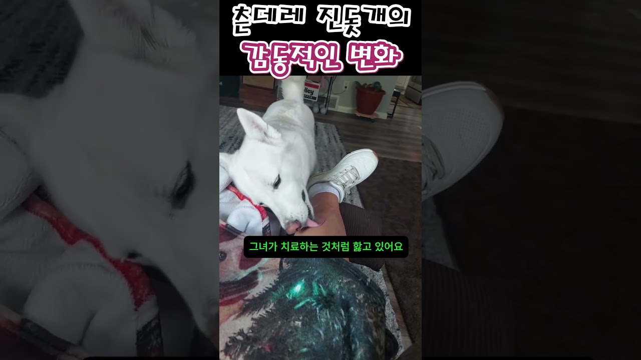 엄마 다리 아프니까 180도 달라진 진돗개 츤데레 수준 🐶 #강아지 #반려견 #shorts