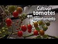 Cómo sembrar tomates en departamento o casas (proceso completo)