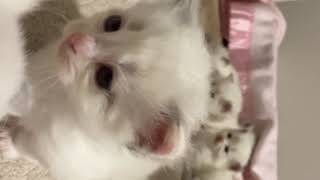 Ragdoll kittens are 25 days old! by Ragdolls 55 views 3 years ago 2 minutes, 14 seconds