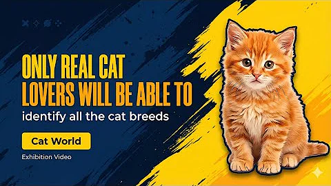 Video 11824341: giant maine coon, persian, cutest cats, cat living