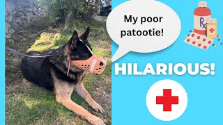 The HILARIOUS Misadventures of a German Shepherd at the Vet ? dogs funnydogs