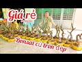 Chị Hân 0974495993 giá quá rẻ phôi mai giảo bonsai củ tròn đẹp 23/3|MaivàngThanhTâm