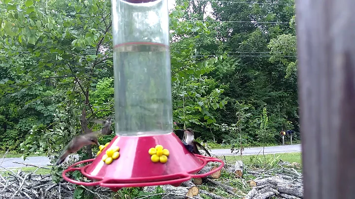 Hummingbirds Cheri's  house