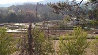 The sounds of frogs ( 20130504 - Nagaoka-shi , Niigata pref, Japan )