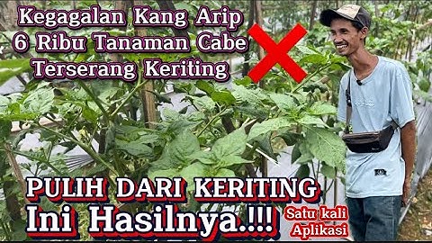 MENGATASI KERITING CABE, DENGAN CARA CEPAT & TEPAT