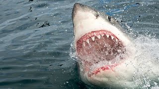 Great White Shark by Dr Pets Lover 19 views 7 months ago 9 minutes, 58 seconds