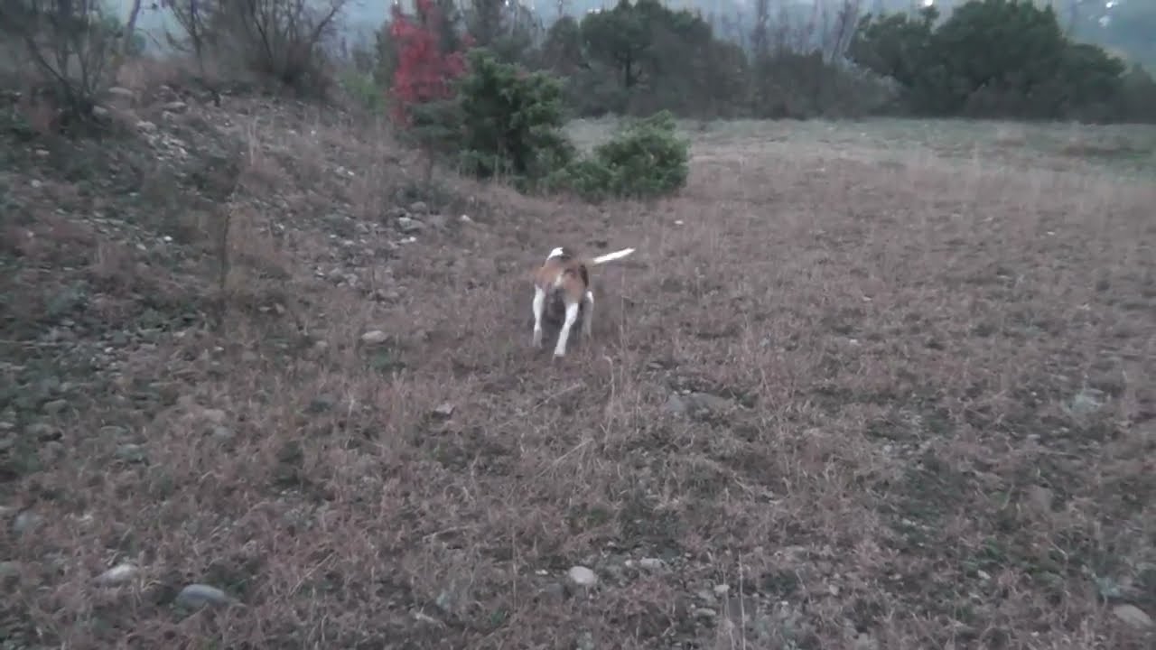 წკეპლა ჩვეულ ფორმაშია