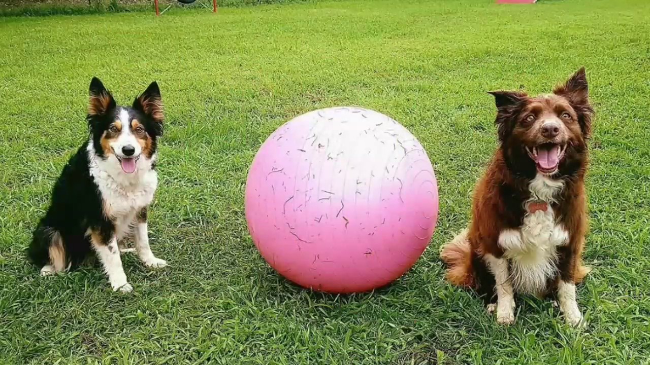 Treibball Team Stage & allenamenti