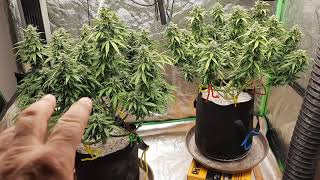 AutoFlower Grow Series 1 Episode 11 #g13 #jackherer