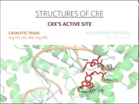 Cre Recombinase