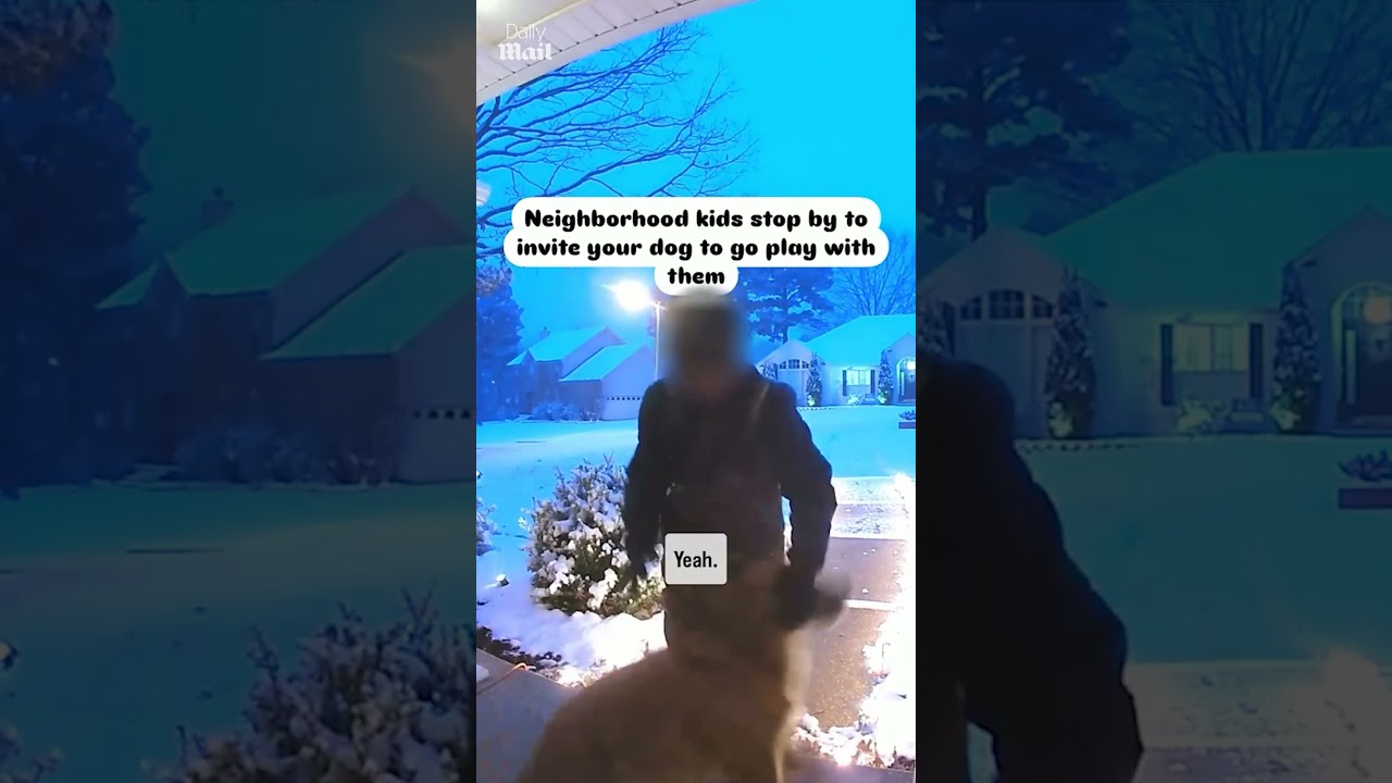 Young boy wants to play with his dog neighbor