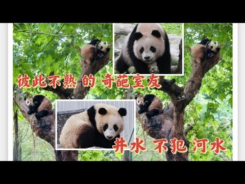 小实验：据说把水盖在可乐上就可以达到“井水不犯河水”的效果！【半生开箱】