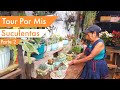 Tour Por mis Suculentas  Parte 2 / Como Logro Tener un Jardin Hermoso /Tour por mi jardin hermoso