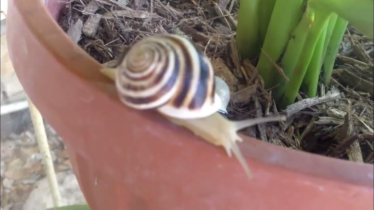 Texas Urban Garden_4 Snails_2 Nature Sounds YouTube