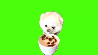 Cute Puppy Dog Drinking Coffee Green Screen