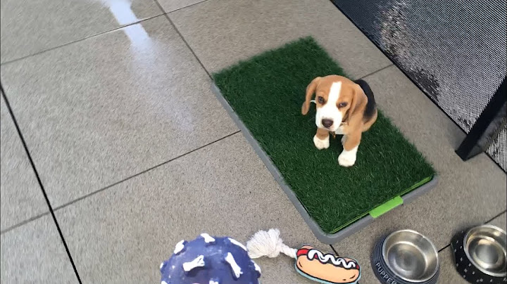 Happy beagle playing fetch on his PRIVATE enormous balcony on a sunny morning🌞⚾🎾 #BagelTheBeagle🐶🍩💝