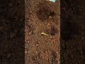 Satisfying Sugarcane Planting: The Ultimate Rhythmic Field Prep! 🎋⛏️ #farmoratv #nature #asmr