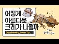 탑 브리더의 고퀄 트라이 조합 구경하기 Feat 크레스티드게코 트라이 컬러 메이팅