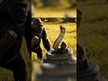 “Gorilla vs Anaconda | 아기 구출”