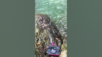 Câu cá suối bằng cần tay #fishing #cauca #câucá #fish