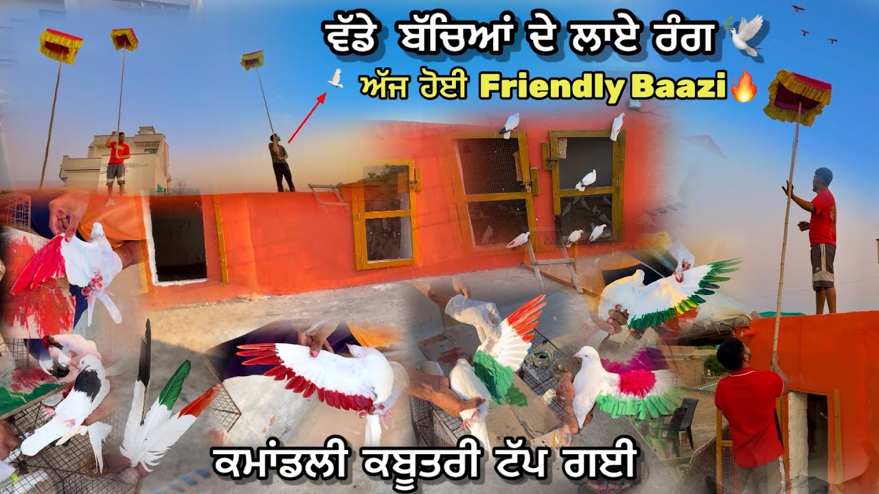 ਬਾਜੀ ਆਲੇ ਬੱਚਿਆਂ ਦੇ ਲਾਏ ਰੰਗ 🕊️|| ਕਮਾਂਡਲੀ ਕਬੂਤਰੀ ਟੱਪ ਗਈ 💔| Bazi Aale Kabutra De Laye Rang🔥| #kabootar