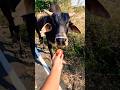Pani lao re😂😂#comedy​ #baffalo​ #animals​ #buffalocheck​ #funny​