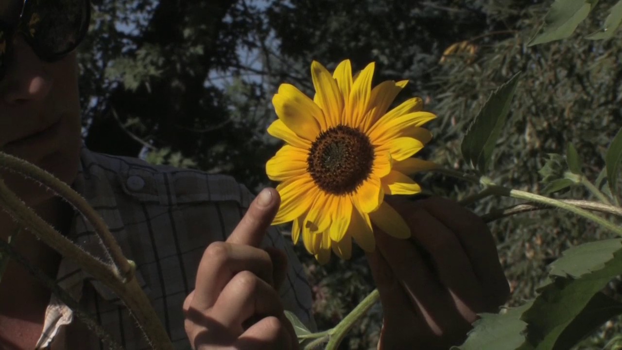 GROW THIS PLANT: Wild West Sunflower! - YouTube