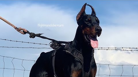 Venom the European Doberman