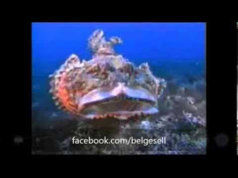 Video: Tangs