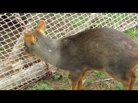 Rescued pudu loves