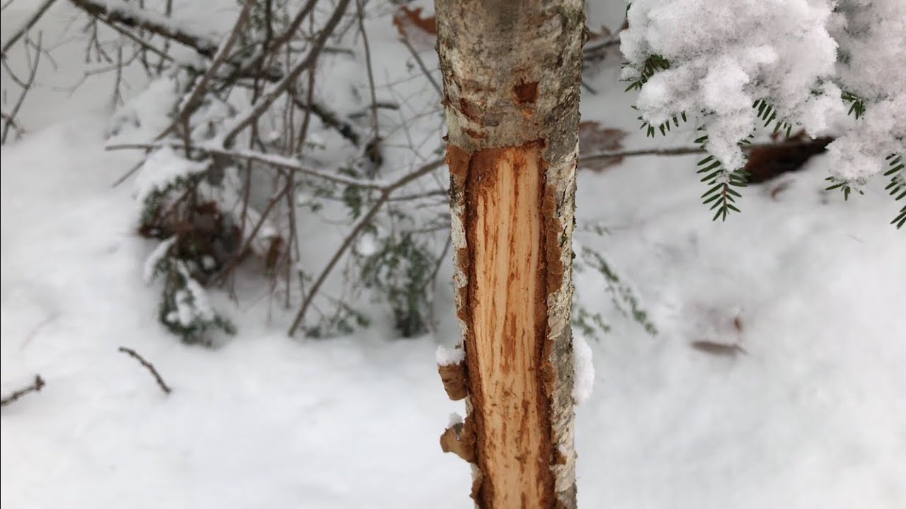 Vermont Deer Hunting Exploring New Hunting Land and Tracking Deer