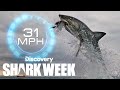 A Record Shattering Shark Breach! | Shark Week