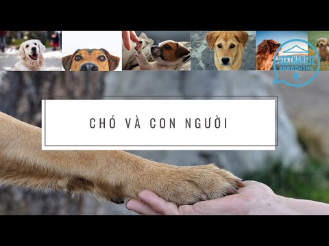 Video: Study: Dog Walking là bài tập tuyệt vời cho người cao tuổi