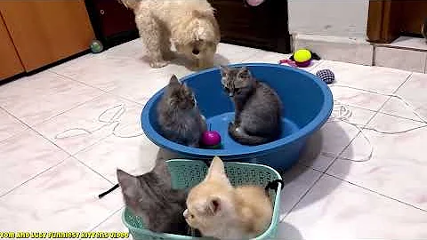 Video 11777521: laugh funniest cats dogs, funniest cats dogs funny