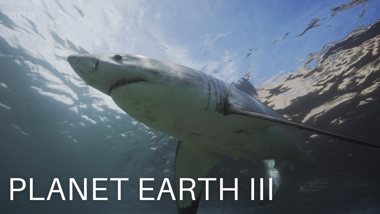 Cape Fur Seals Battle Sharks | Planet Earth 3