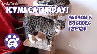 ICYMI Caturday! * Lucky Ferals S6 Episodes 121 - 125 * Cat Videos Compilation - Feral Kittens