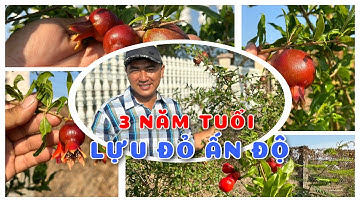 Cây Lựu đỏ Ấn Độ 3 năm tuổi | 0386569374 - Ngọc Ngân Bến Tre | Chuyên cây độc lạ