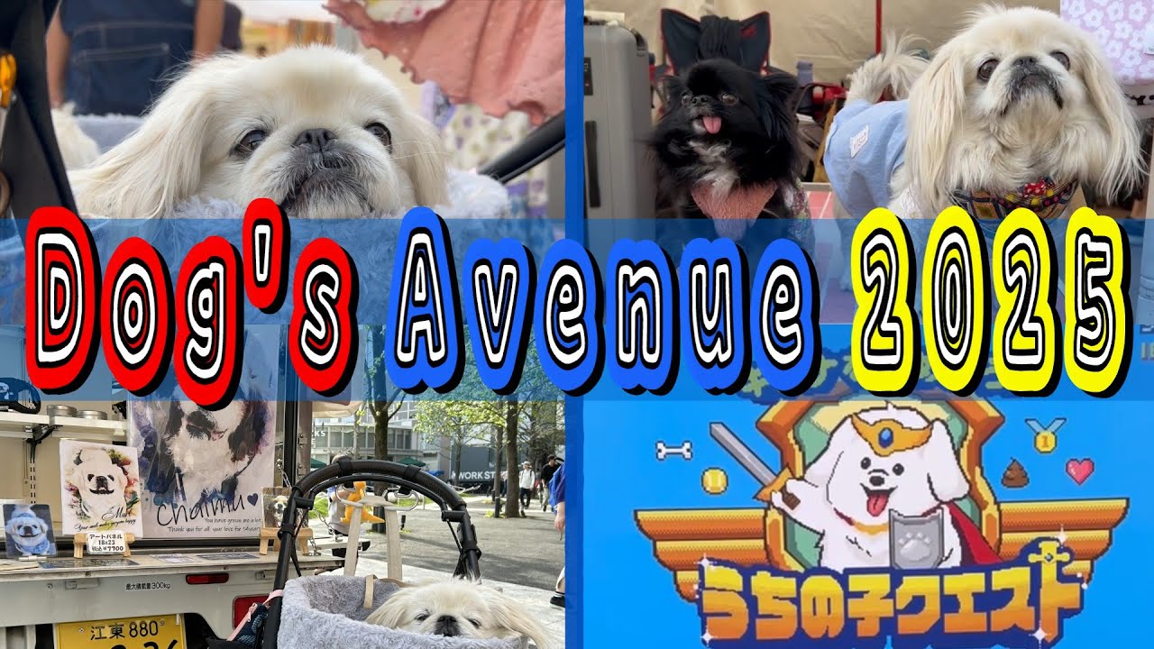 【犬イベント】ペキニーズが体験型イベントでクエストに挑戦した一日！