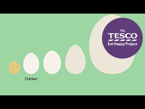 Video: Wat Is Een Ei?
