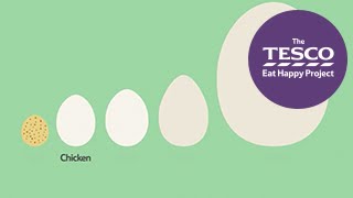 Excellent Eggs: what is an egg?