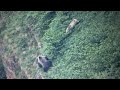 Accouplement D Ours Dans Les Pyrénées Françaises Rencontre Avec Deux Ours Adultes 2022