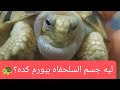 ورم في جسم السلحفه شوفي الاسباب والعلاج اللي ممكن تعملوه في المنزل 