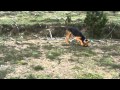 Cachorro sabueso bloodhound rastreando a traílla 5