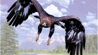 sound flapping bird effect birds