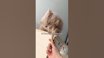 Giving them a natural chew sticks#cattoys #cats #catvideos #catnip #catlovers